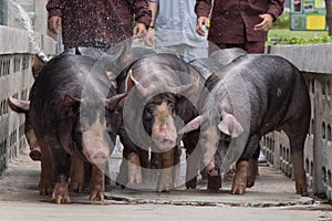 Kurobuta Pig -ÃÂ swine farming business in relax time photo